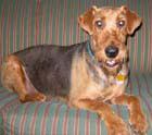 Airedale Terrier Rescue and Adoption ATRA - wikiFido-Dog Breeds, Rescues