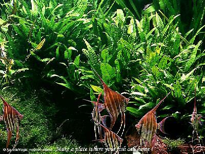 Java Fern - Live Tropical Aquatic Fish ...