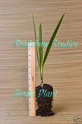 Butia Capitata Pindo Palm seedlings  