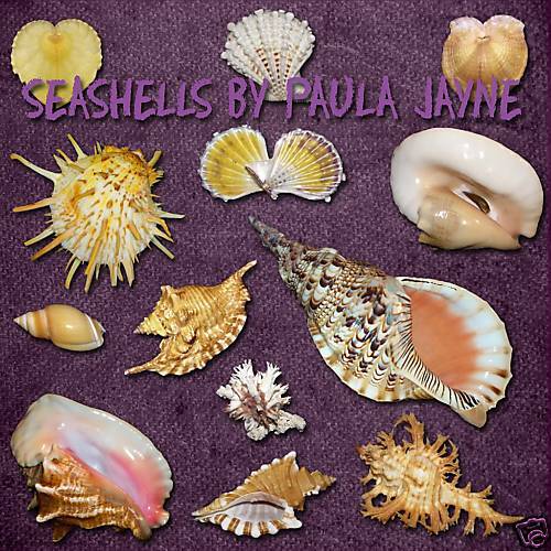 SEASHELL IMAGE ELEMENTS KIT FOR DIGITAL SCRAPBOOKING  