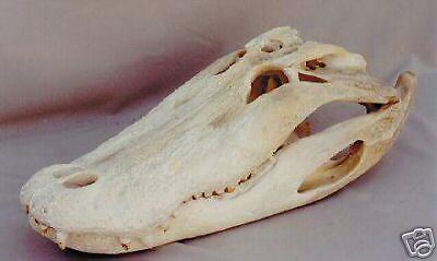 AMERICAN ALLIGATOR SKULL  REPLICA GIANT!