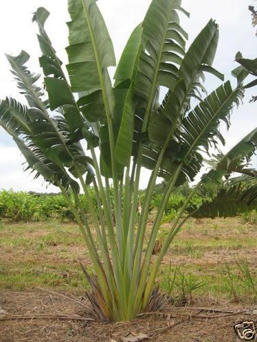 Ravenala madagascariensis   TRAVELERS PALM 100 seeds  