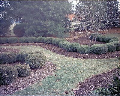 Compact Littleleaf Boxwood Rooted Cutting PLANT  