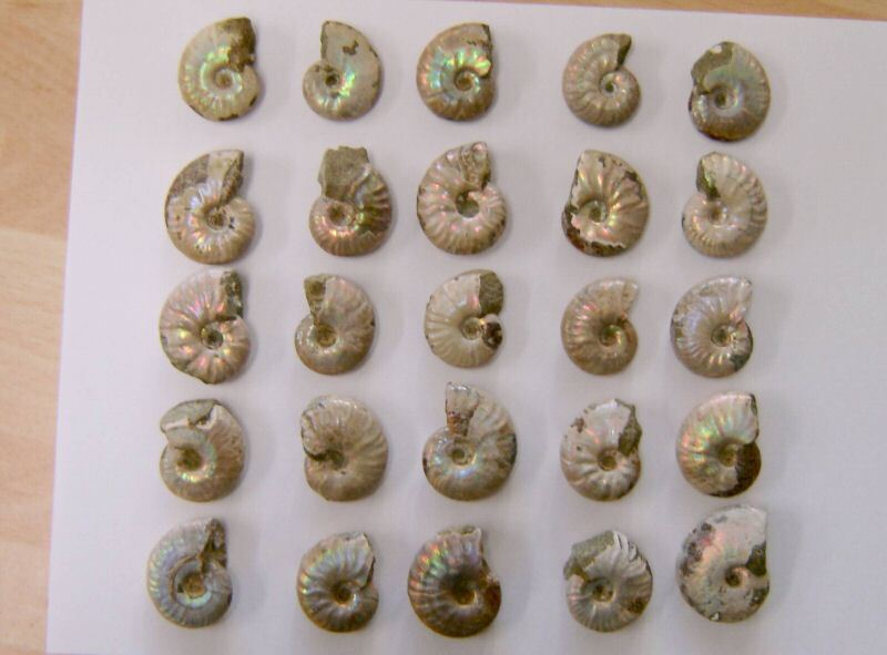 IDD fossils Cleoniceras ammonite pearlised shell fossil  