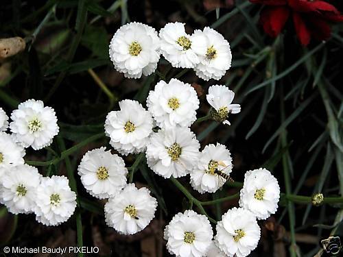 SCHAFGARBE   Achillea Ptarmica   weiss  SUMPFSCHAFGARBE  