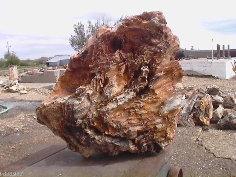 LANDSCAPE ROCK PETRIFIED WOOD DAKOTA ROCK#470   110 LBS  