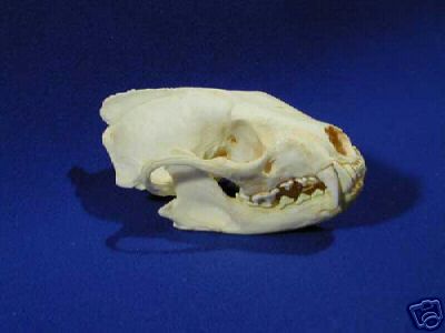FISHER SKULL (MALE) REPLICA