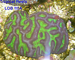 tropicalreefs