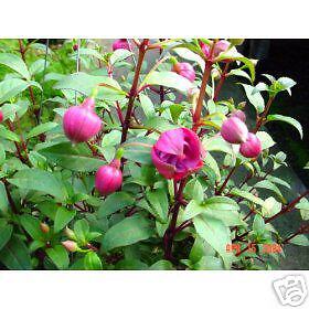 Fuchsia Hollydale Plant  