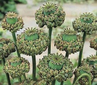 POPPY HENS & CHICKS GREAT FOR DRIED FLOWERS 200 seeds  