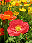 flower27747