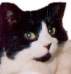 kittyvercetti