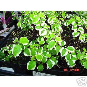 Variegated Creeping Fig Plant  