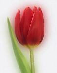 tulipanchen