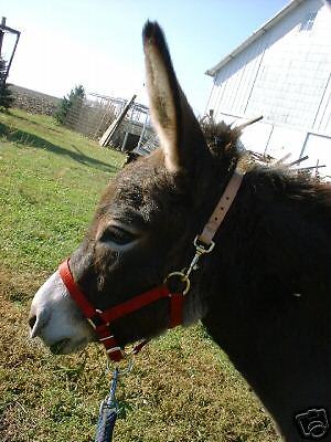 Mini Horse, Donkey USA made Breakaway Halter with Snap  