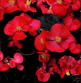 Begonia Scarlet Senator 25 Flower Seeds *Bronze Leaves*  