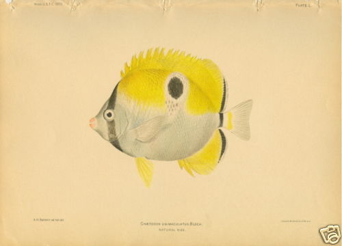 1903 Rare Antique Hawaiian Fish Print Butterflyfish 50  