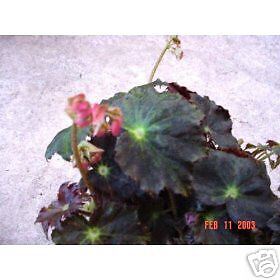 Bethlehem Star Begonia Plant  