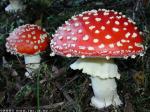 amanita101