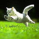 nekochan345